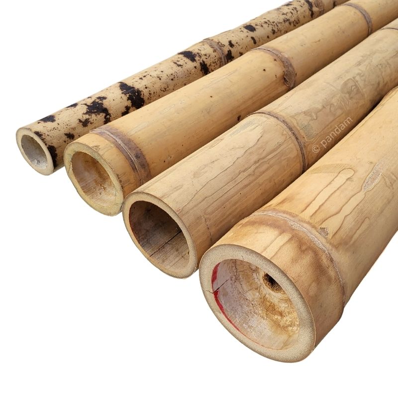 Cañas de bambú Guadua tallos de bambú