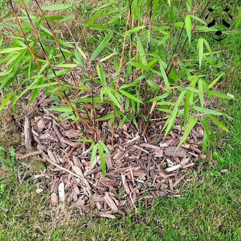 Mantillo para bambú