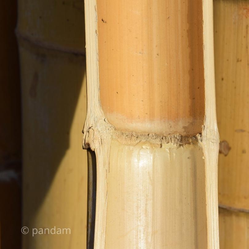 Martillo redondo para romper diafragmas de bambú