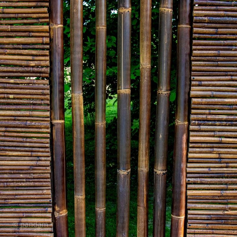 tallo de bambú negro