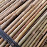 Bambú Tonkin cañas