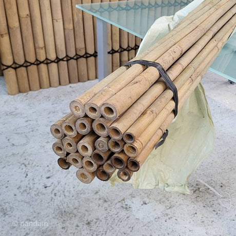 Bambú Tonkin tallos