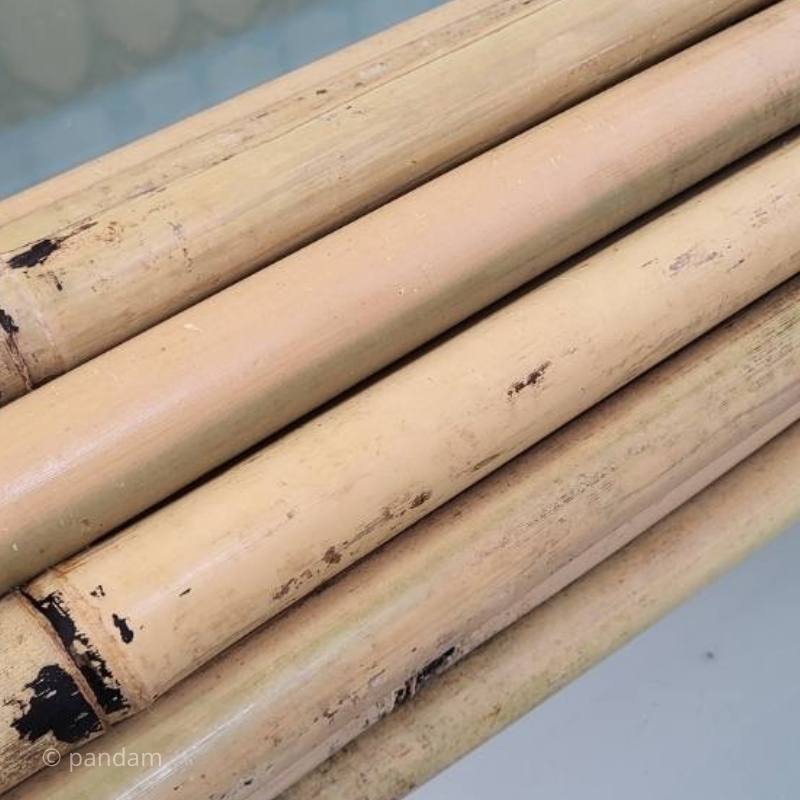 Bambú Tonkin tallos cañas