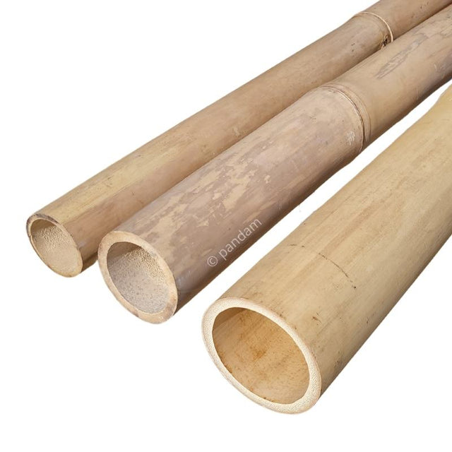 Cana de bambu clara diametro