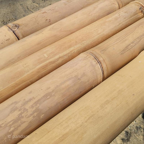 Cañas claras bambú