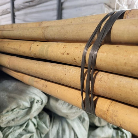 Gran tutor de bambú