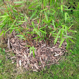 Mantillo para bambú