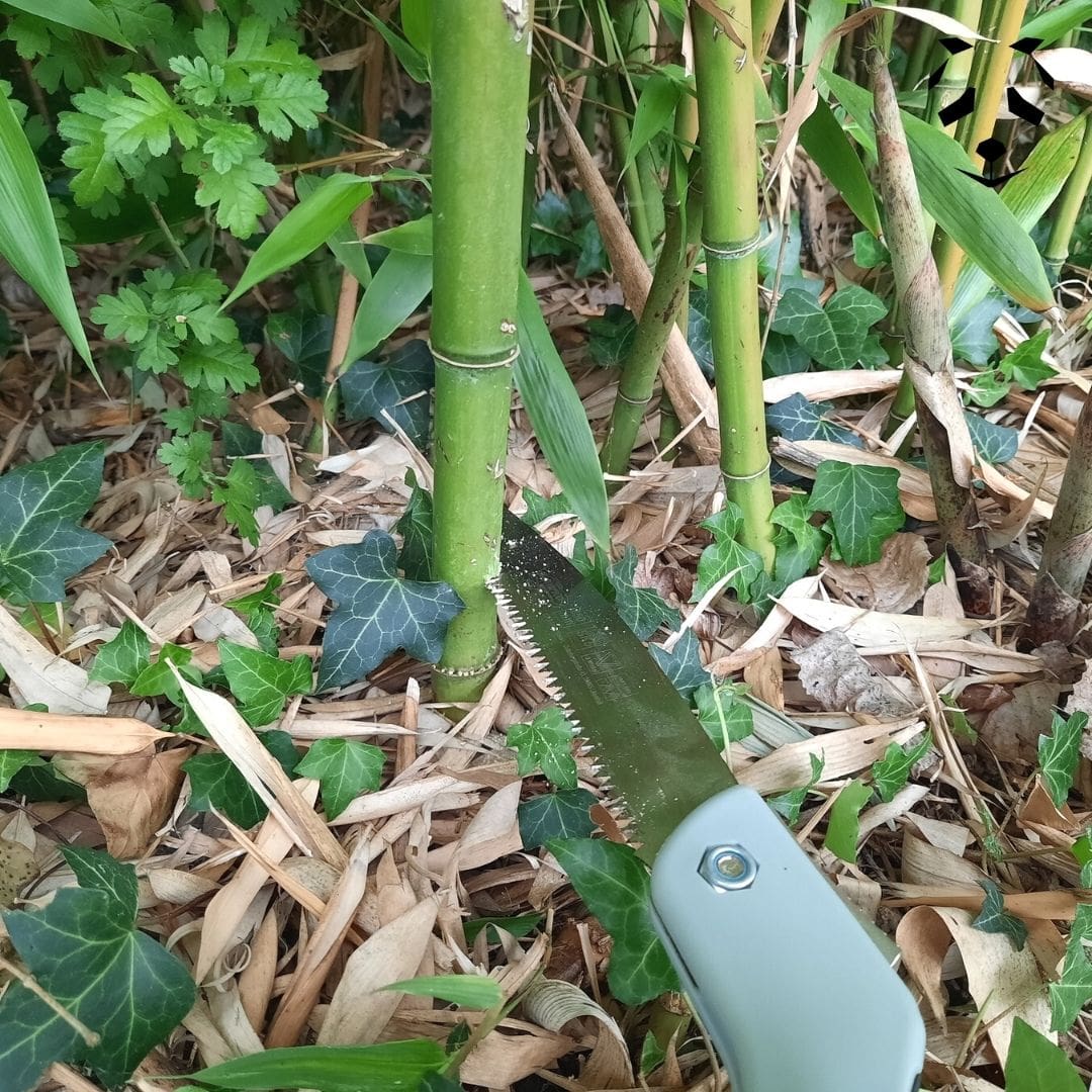 Sierra plegable Corta bambú fácilmente