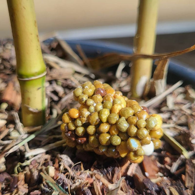 abono para bambú en maceta