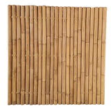 bambu_color_claro_gran_diametro