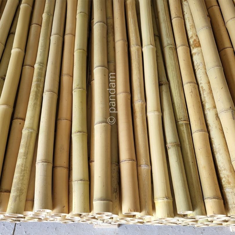 pequeños tallos de bambú