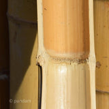 Martillo redondo para romper diafragmas de bambú