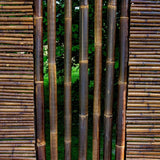 tallo de bambú negro