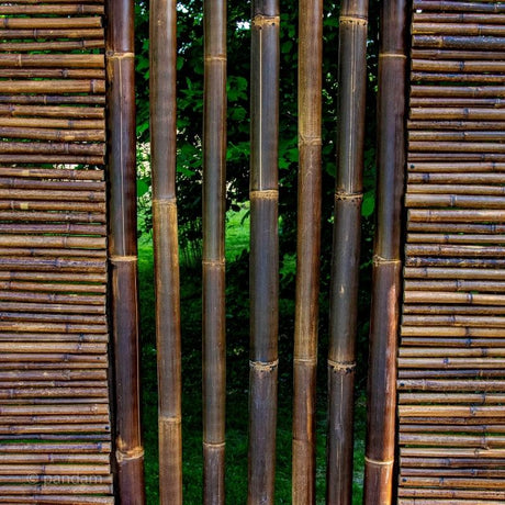 tallo de bambú negro