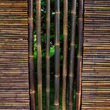 valla de bambu negro