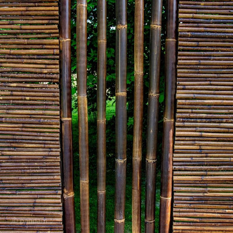 valla de bambu negro